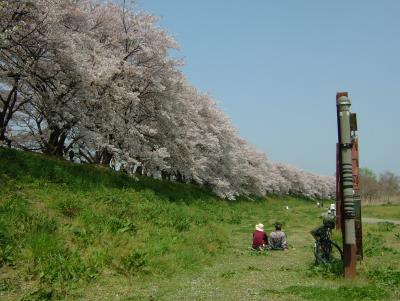 京都の桜便り