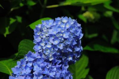 福知山の観音寺へ（アジサイ寺）紫陽花を見に行きました。
