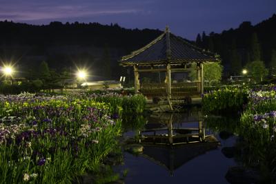 兵庫県・三田★今年はもう終った永沢寺・花菖蒲のライトアップ