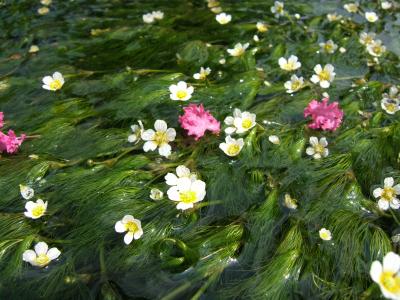 醒ヶ井(さめがい)　梅花藻(ばいかも)観賞