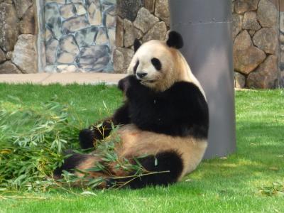 和歌山@アドベンチャーワールド(2)