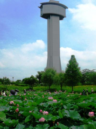 行田-07　古代蓮の里：展望タワーに上って　☆稲アート育成中