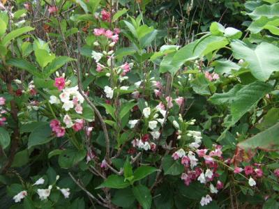 思う壺Barマダムの江差「旅亭 群来(くき)」その1…ワインとグラスとソムリエナイフ、それから2~3日分の本を抱えて宿に篭りっきり