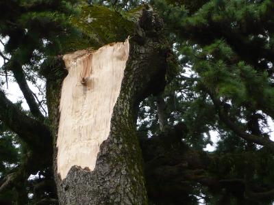 2009年7月　お城の松の枝が折れた