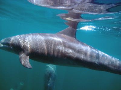 伊豆諸島の海　御蔵島　ドルフィンスイム