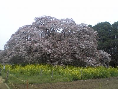 09.04.12吉高の桜