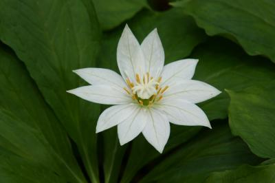 初夏の信州(3) 栂池自然園の花々 ～2009年7月～