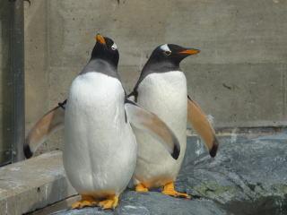 北海道旅行?　旭川～旭山動物園