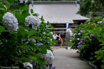 鹿沼市・磯山神社のあじさい、2009。