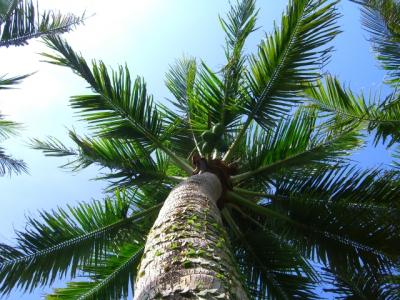 たかぼう☆ルネッサンス挙式とフラ