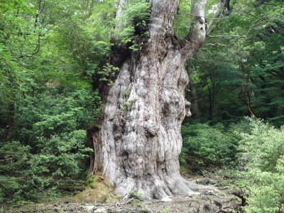 ☆種子島＆屋久島　３泊４日　（３日目～屋久島後編）☆