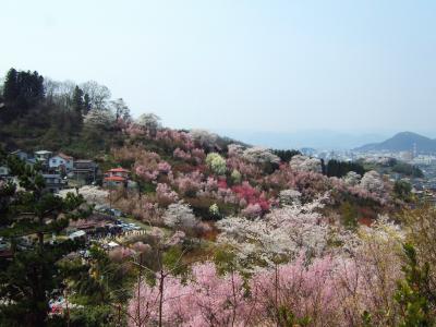 花見山《２００９》