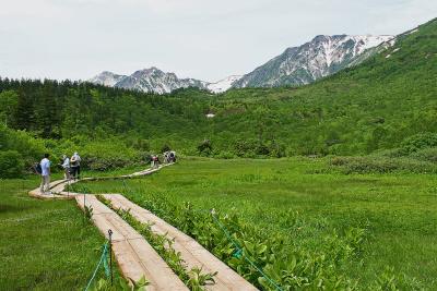 初夏の北アルプス山麓を訪ねて（栂池自然園編）！　