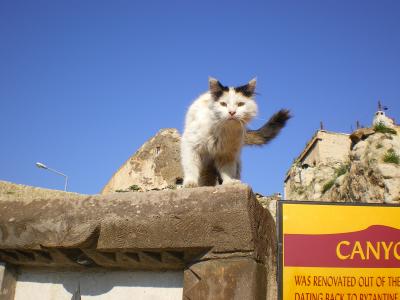 なつっこいトルコ人と動物と遺跡　前編