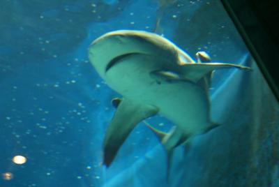 ブセナテラス　2007