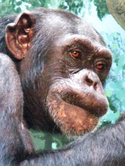 ズーラシア-01　チンパンジーは類人猿　☆顔の表情も豊かに