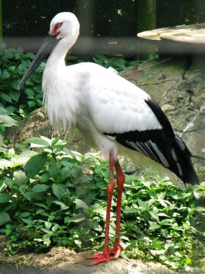 ズーラシア-06　日本の山里：コウノトリもいた　　☆狸と狐が同居