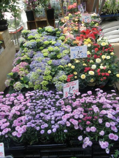 ベルギー旅行（6/20～28）その?アムステルダム（ちょっと立寄り）