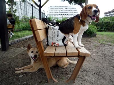 辰巳の森ドッグランへGOGOGO