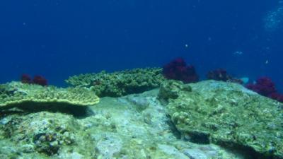 ★柏島 海に癒されて~★