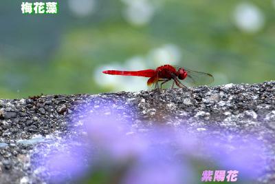 治左川の梅花藻