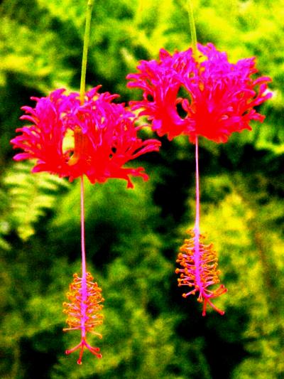 京成バラ園−12　梅雨明けに咲く花華々　☆初夏の植物探索