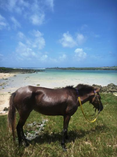 沖縄/ふがらっさ!最西端の地与那国島で馬と海を満喫@アイランドリゾート与那国(2009年7月）