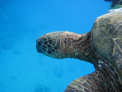 ハワイの海を満喫！SUMMER&#39;09