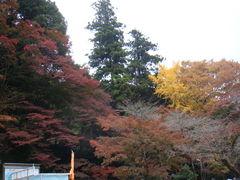 2008/11  紅葉の高尾山ハイキング