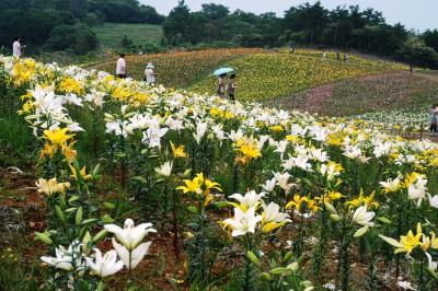 滋賀県へのドライブ・②びわこ箱館山ゆり園