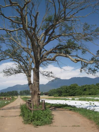 ☆　諏訪～富士見～野辺山　パノラマ絶景たび　☆　野辺山編