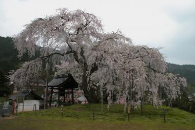 兵庫県・養父→湯村→餘部★但馬の一本桜をめぐる旅