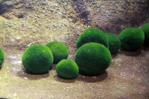 道東旅行　～　その2　・・阿寒湖マリモ！