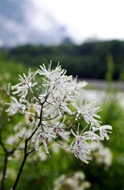 上高地の素晴らしい生きもの