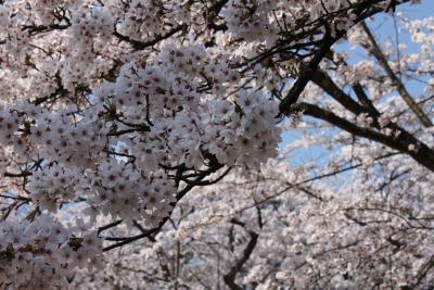 [2009年4月&5月] 富山、お花見は桜とチューリップ