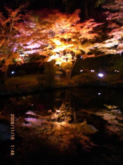 【日本三景松島】の名庭園、円通院の紅葉ライトアップ