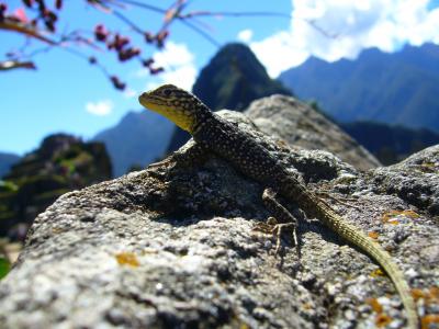 カラフルペルー＊ワイナピチュ登山編＊