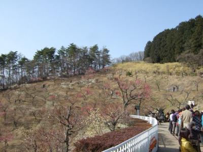 2009年の旅　５　秩父へ！ロウバイ花見