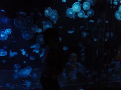 8年ぶり？土肥大和館に行きました。あと三津シーパラダイス！！