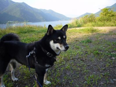 犬旅　西湖　キャンピングPICA　