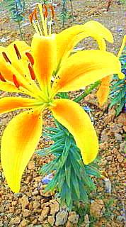 7・22,24 滋賀で夏の山歩き