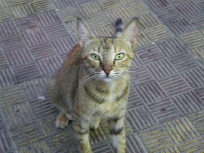 チュニジアの夜をもとめて2（マハディア～スース～ケロアン～チュニス）