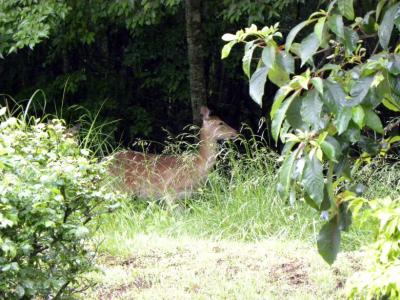 １１．梅雨の中休みの山中湖旅行　エクシブ山中湖　山中湖で初めて鹿を見ました　スパ＆プール テルメ・サハラの温水プール