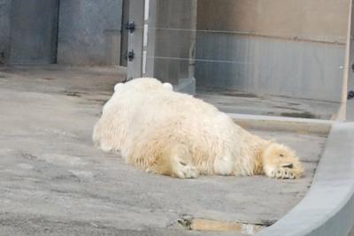 2009年夏　北海道の旅　-１日目 旭山動物園-