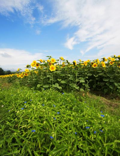 美しい丘、美瑛～～