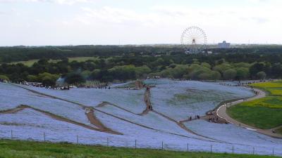 国営ひたち海浜公園2009