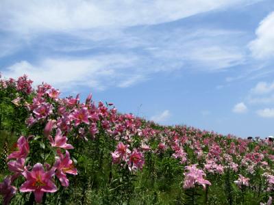 伊吹山のお花畑と箱館山のゆり園散策　　２−２