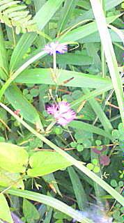 8.7 岡山自然保護センター