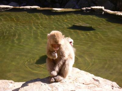 温泉旅日記　⑳　湯田中近郊　上林温泉　せきや