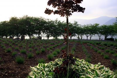 河口湖・八木崎公園のラベンダーとバラ